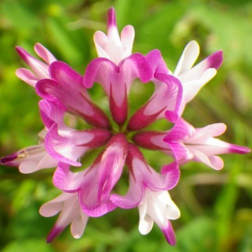 kaleidoscopic flower 